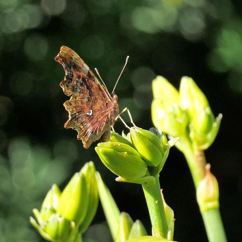 Réf. 274 938 : Polygonia c-album